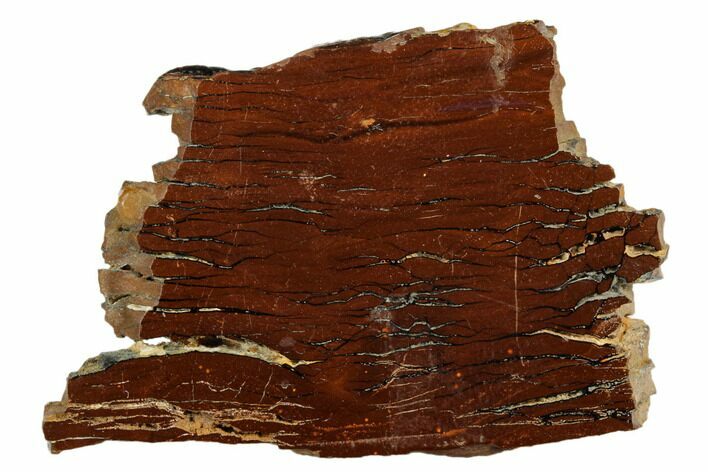 Polished Cretaceous Stromatolite Fossil - Western Australia #180050